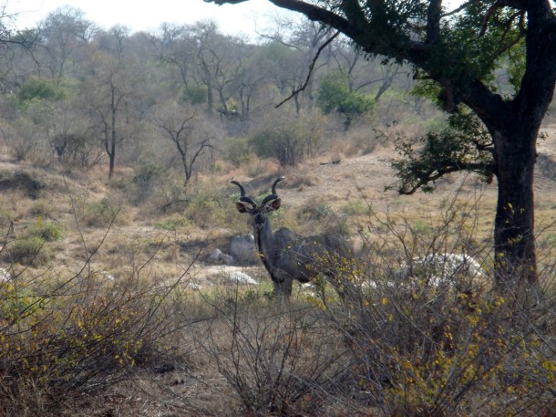 kruger-national-park (16)
