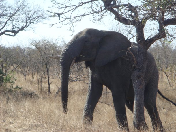 kruger-national-park (17)