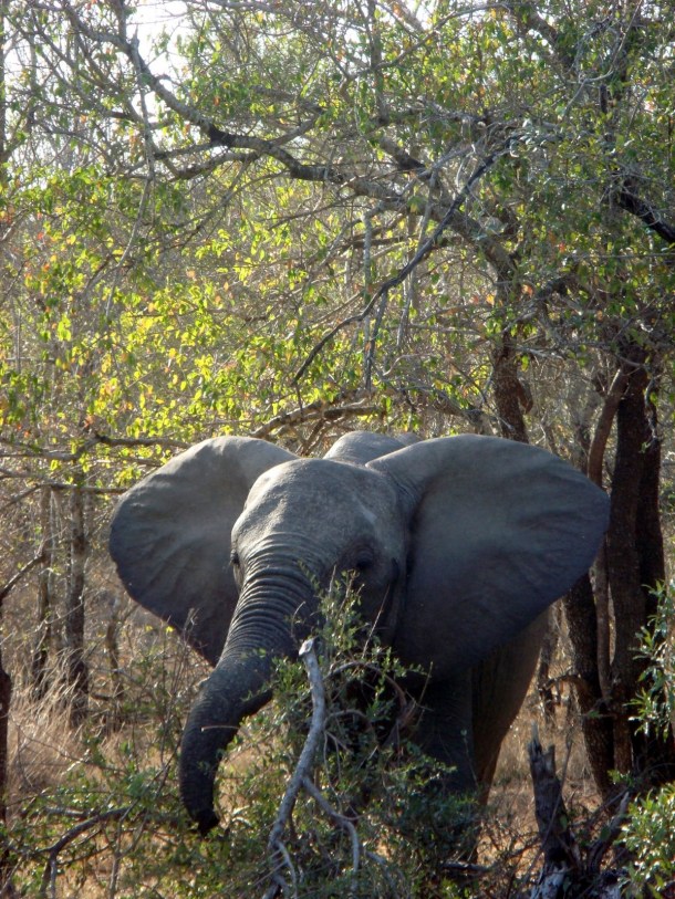 kruger-national-park (18)