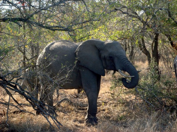 kruger-national-park (19)