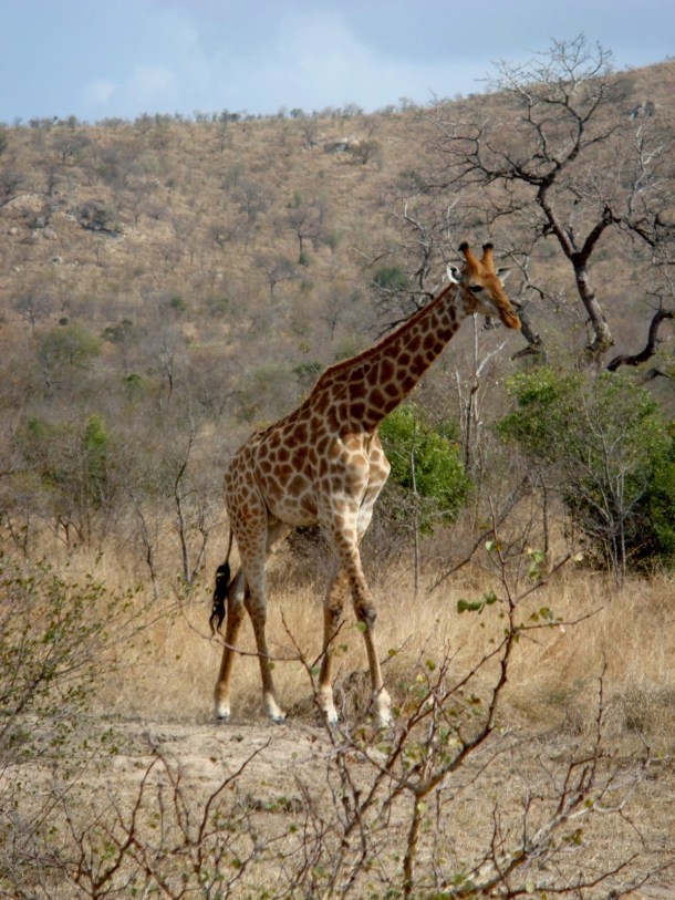 kruger-national-park (2)