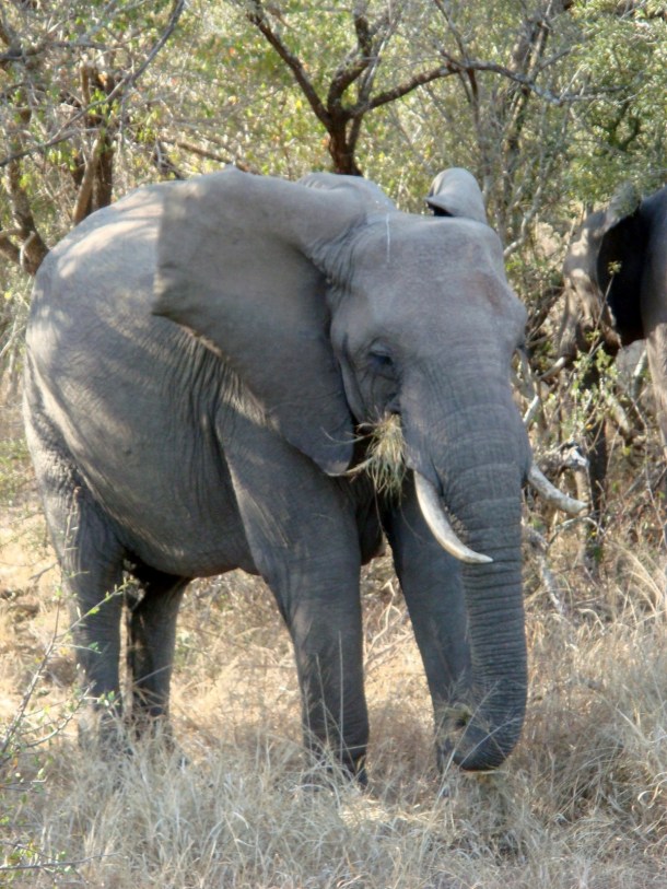 kruger-national-park (20)