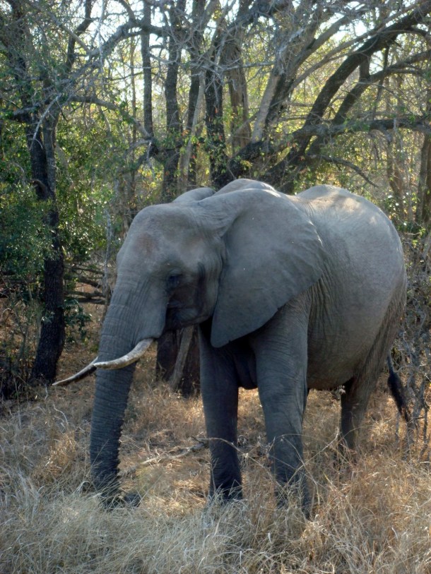 kruger-national-park (21)