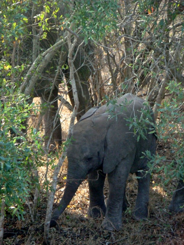 kruger-national-park (22)