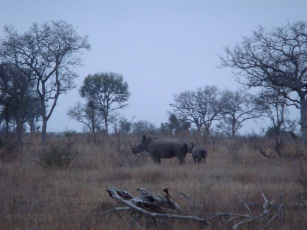kruger-national-park (23)