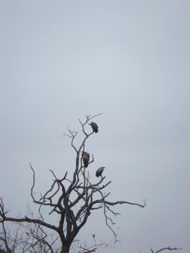 kruger-national-park (24)