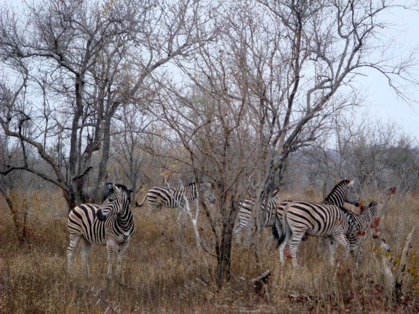 kruger-national-park (25)