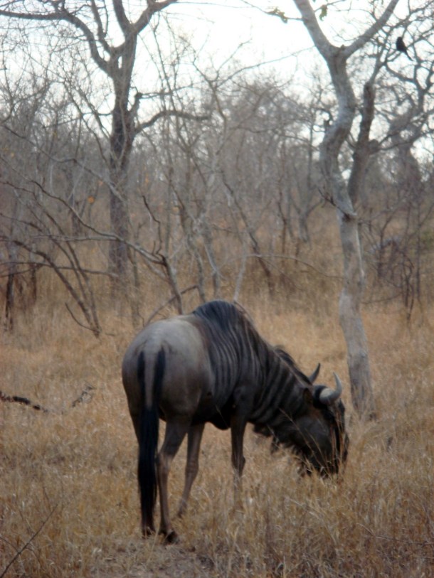 kruger-national-park (26)