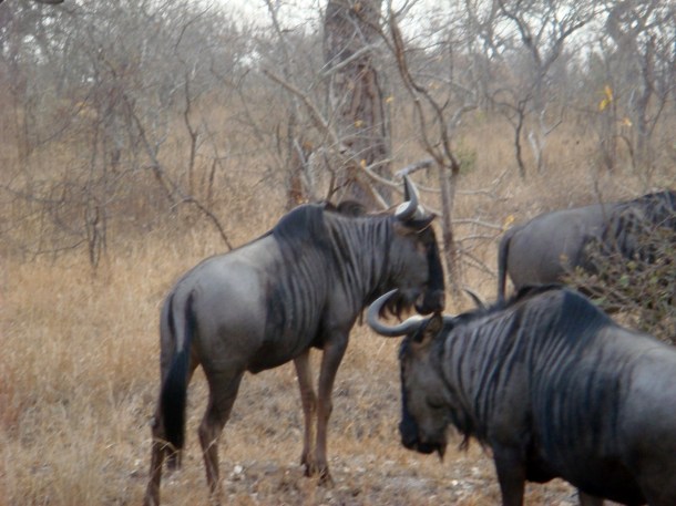 kruger-national-park (27)