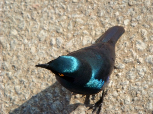 kruger-national-park (28)