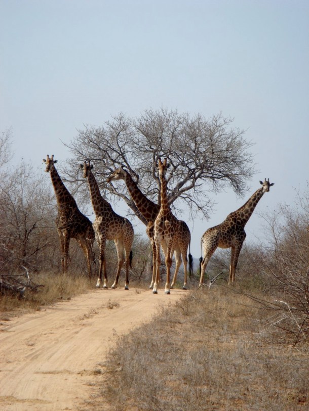 kruger-national-park (29)