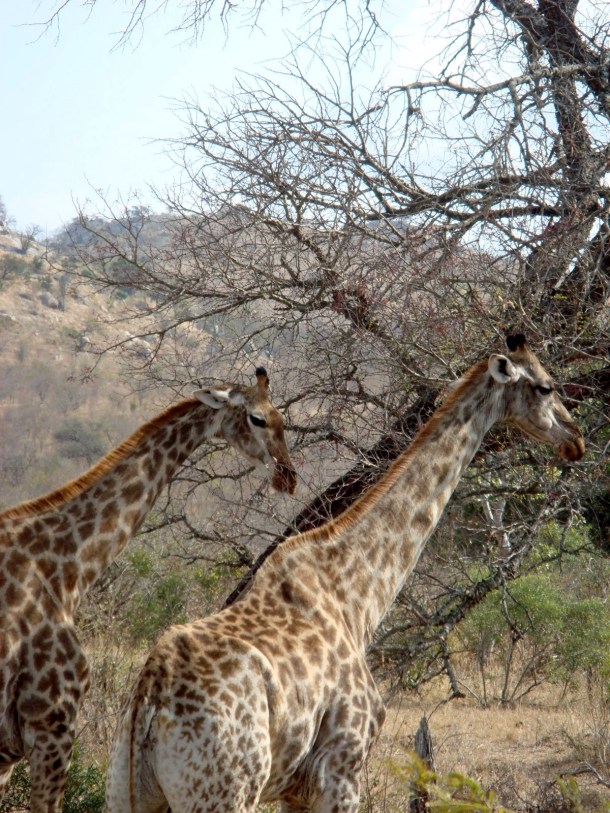 kruger-national-park (3)