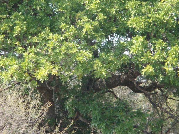 kruger-national-park (30)