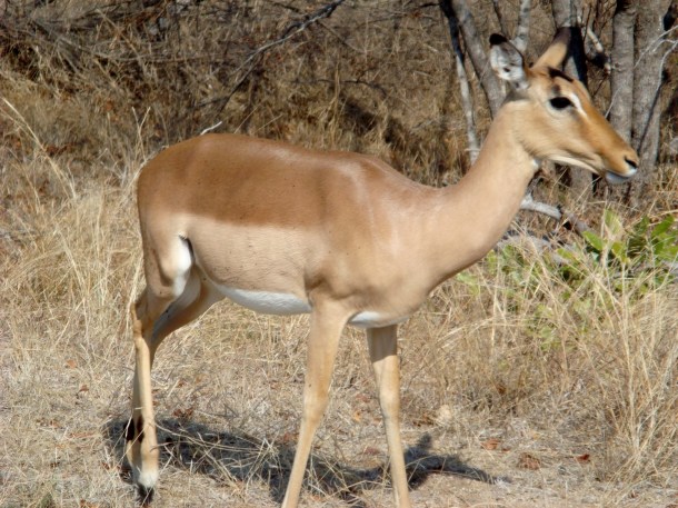 kruger-national-park (31)