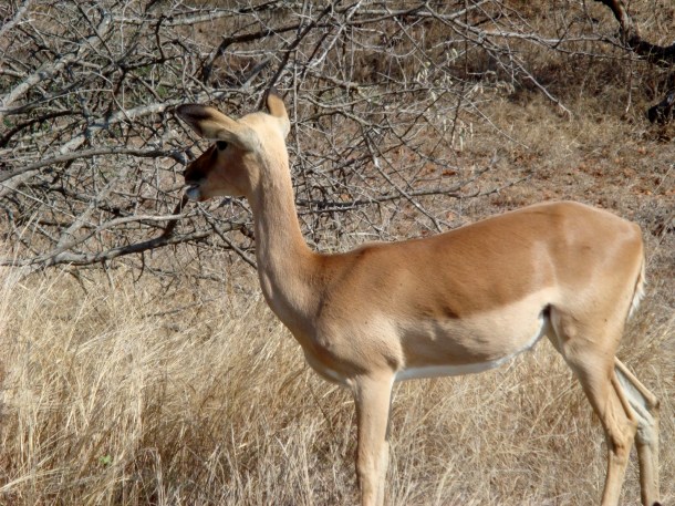 kruger-national-park (32)