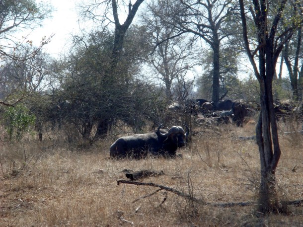 kruger-national-park (33)