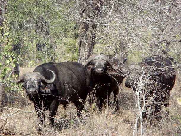 kruger-national-park (34)