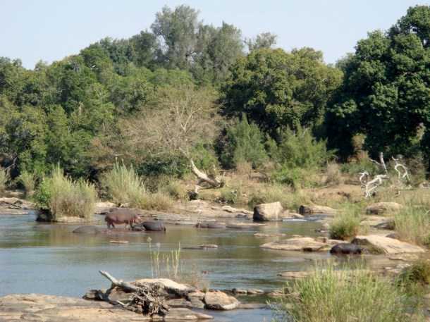 kruger-national-park (35)