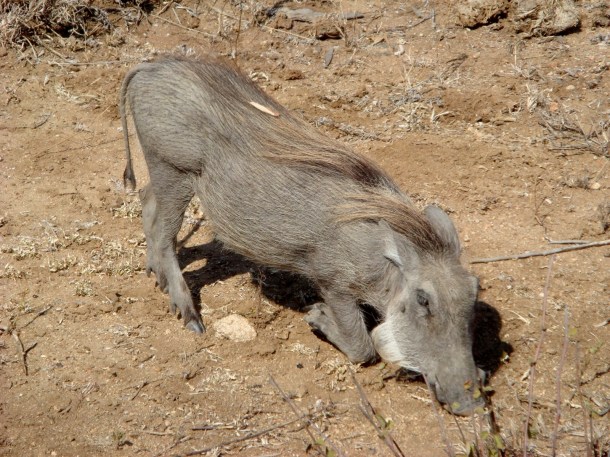 kruger-national-park (36)
