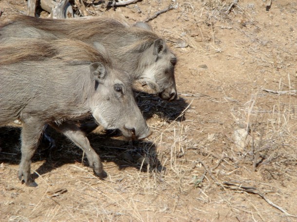 kruger-national-park (37)