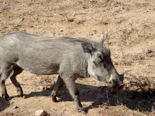 kruger-national-park (38)