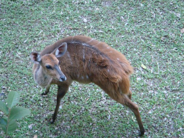 kruger-national-park (39)