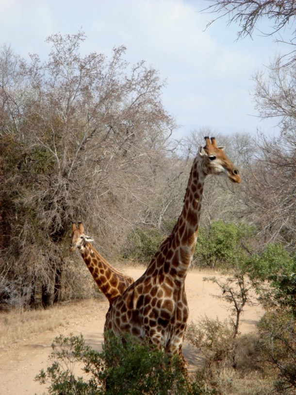 kruger-national-park (4)