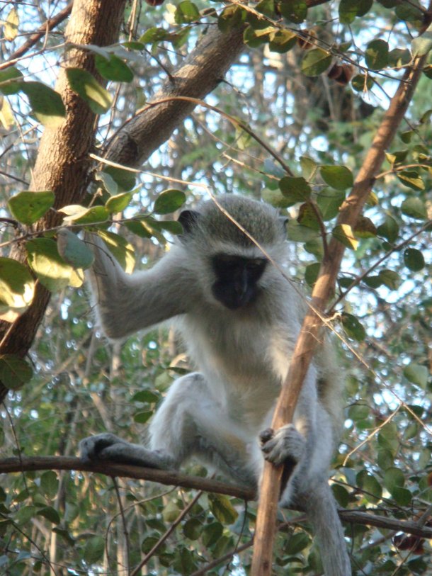 kruger-national-park (40)