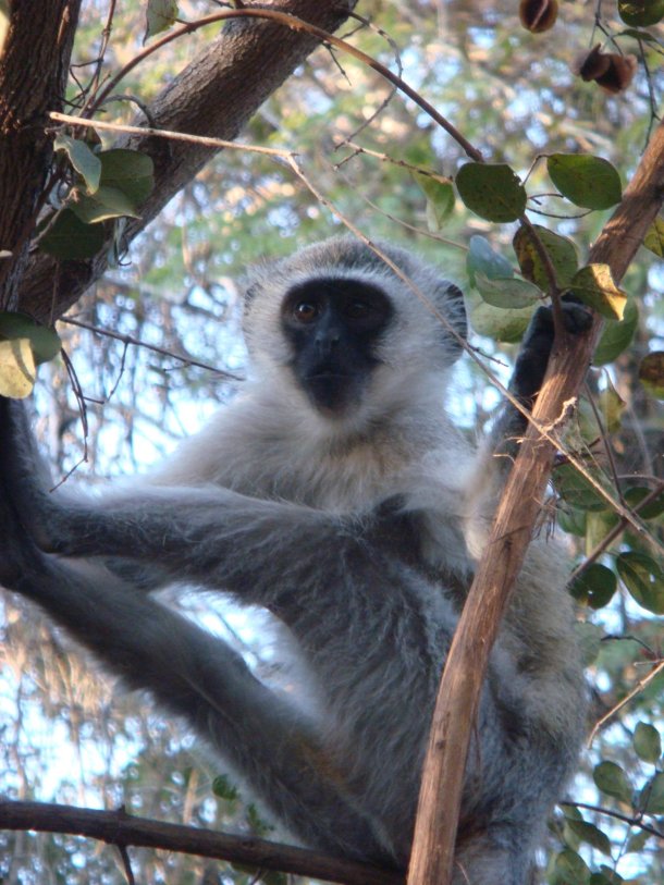 kruger-national-park (41)