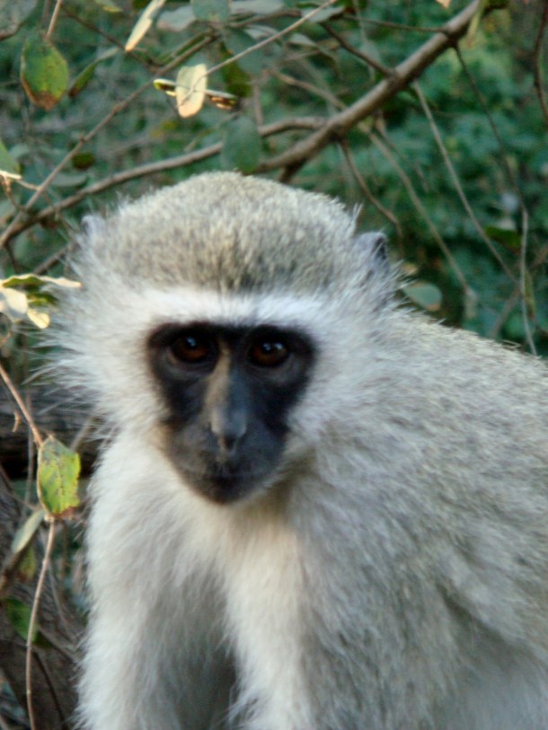 kruger-national-park (42)