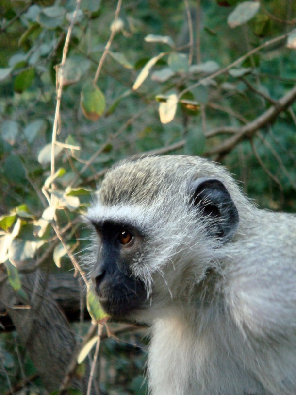 kruger-national-park (43)