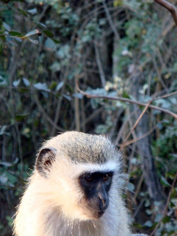 kruger-national-park (44)
