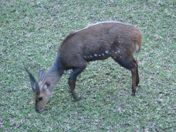 kruger-national-park (45)