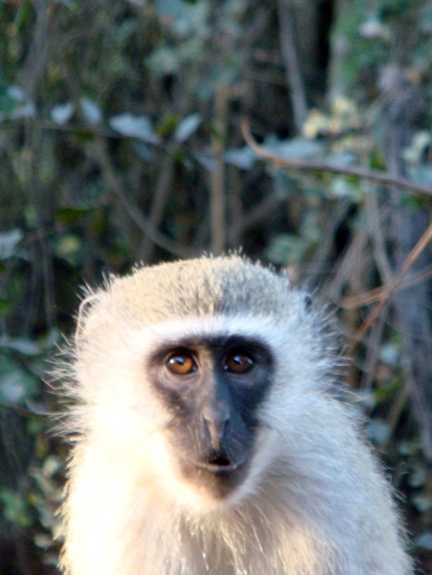 kruger-national-park (46)