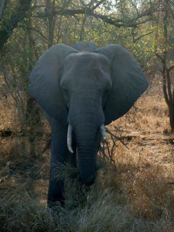 kruger-national-park (47)