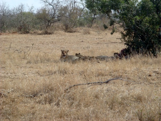 kruger-national-park (5)