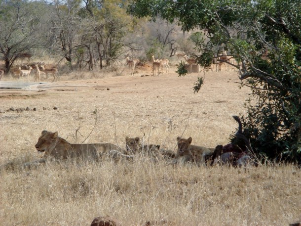 kruger-national-park (6)