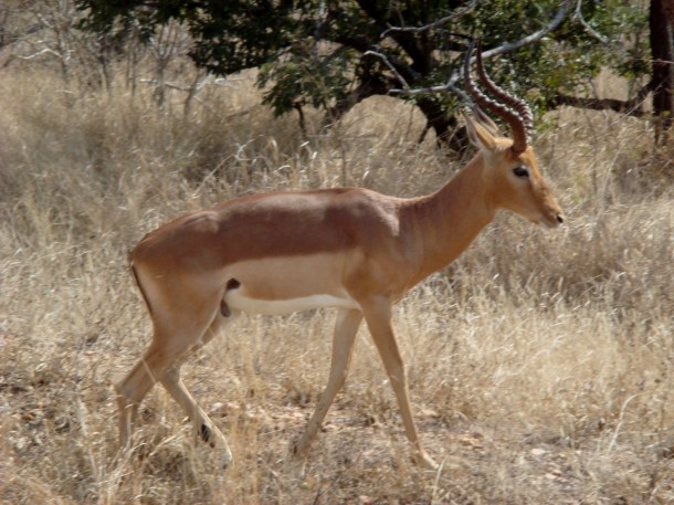 kruger-national-park (8)