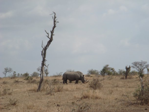 kruger-national-park (9)