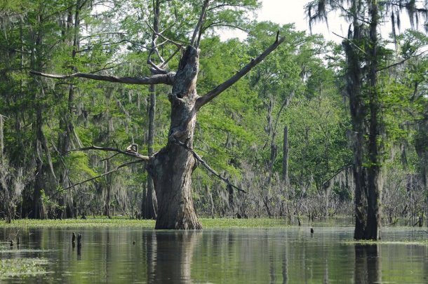 Louisiana-bayou 