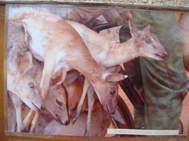 poachers-kruger-national-park (1)