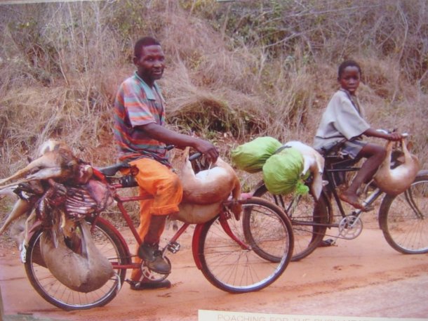 poachers-kruger-national-park (2)