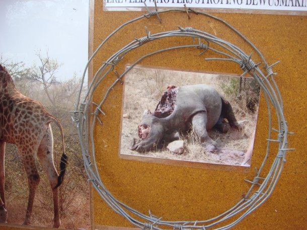 poachers-kruger-national-park (3)
