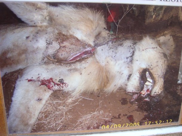 poachers-kruger-national-park (4)