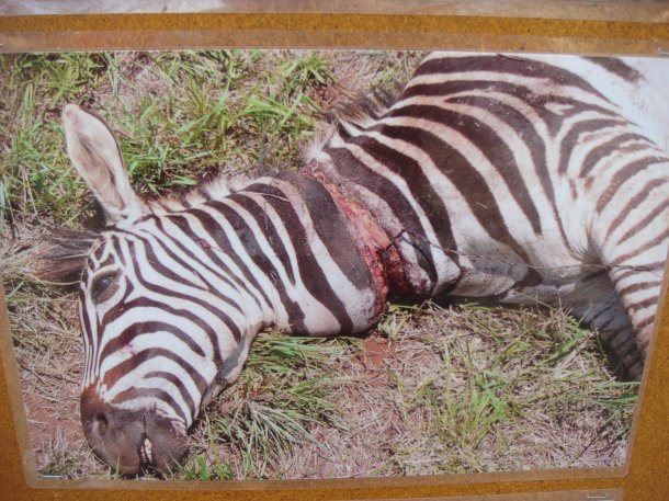 poachers-kruger-national-park (5)