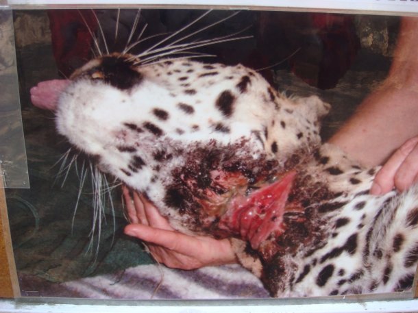 poachers-kruger-national-park (6)