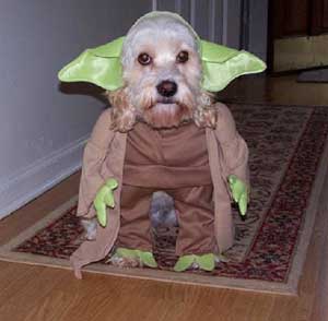 dog costume