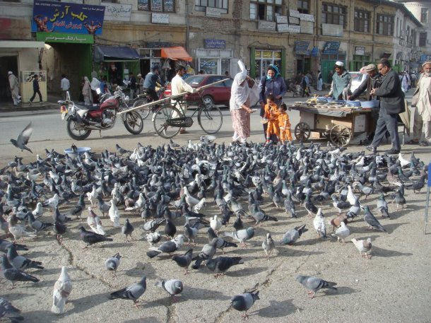 pigeons-kabul-afghanistan