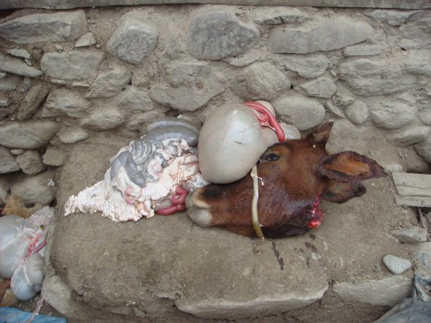 slaughtered-animals-afghanistan