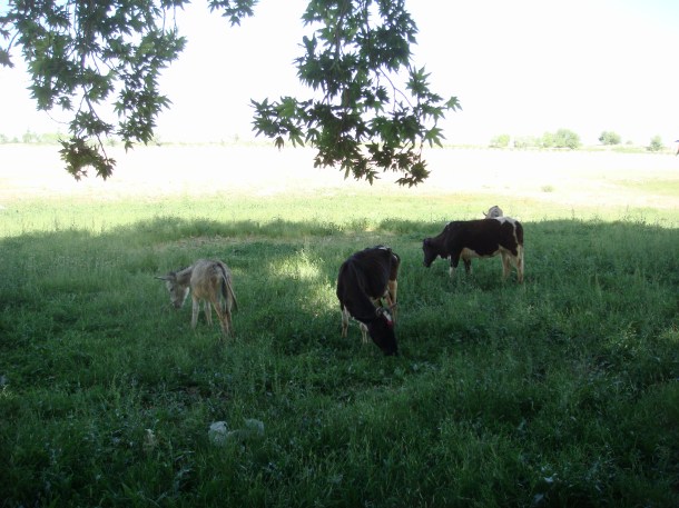 outside-Mazar-i-Sharif